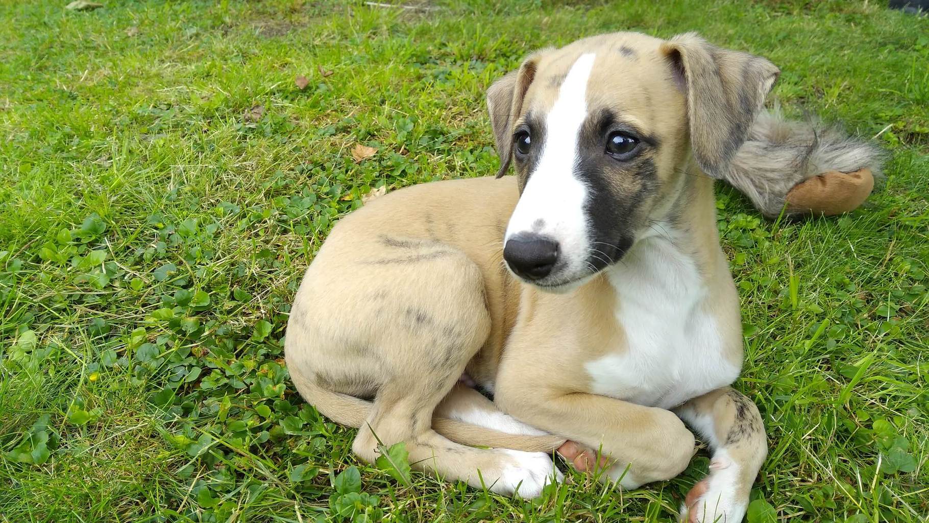 5 Best Dry Dog Foods For Whippets WhippetCentral