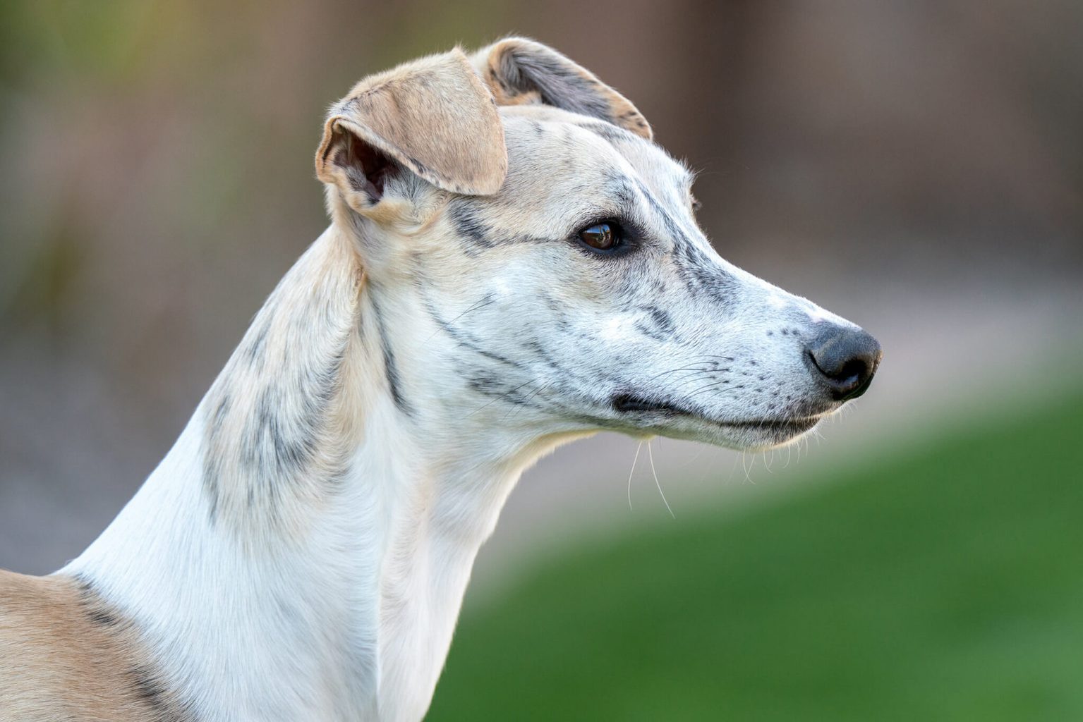 how-to-deal-with-a-whippet-in-heat-whippetcentral
