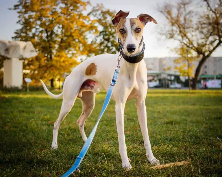 Do Whippets Have A High Prey Drive? WhippetCentral