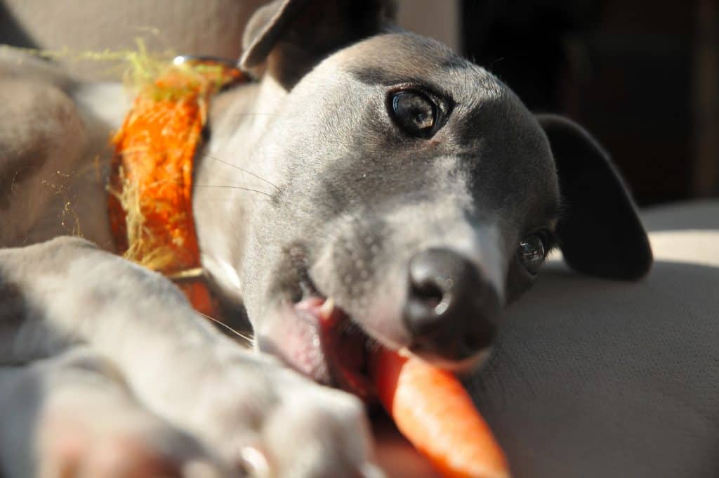 whippet vs italian greyhound