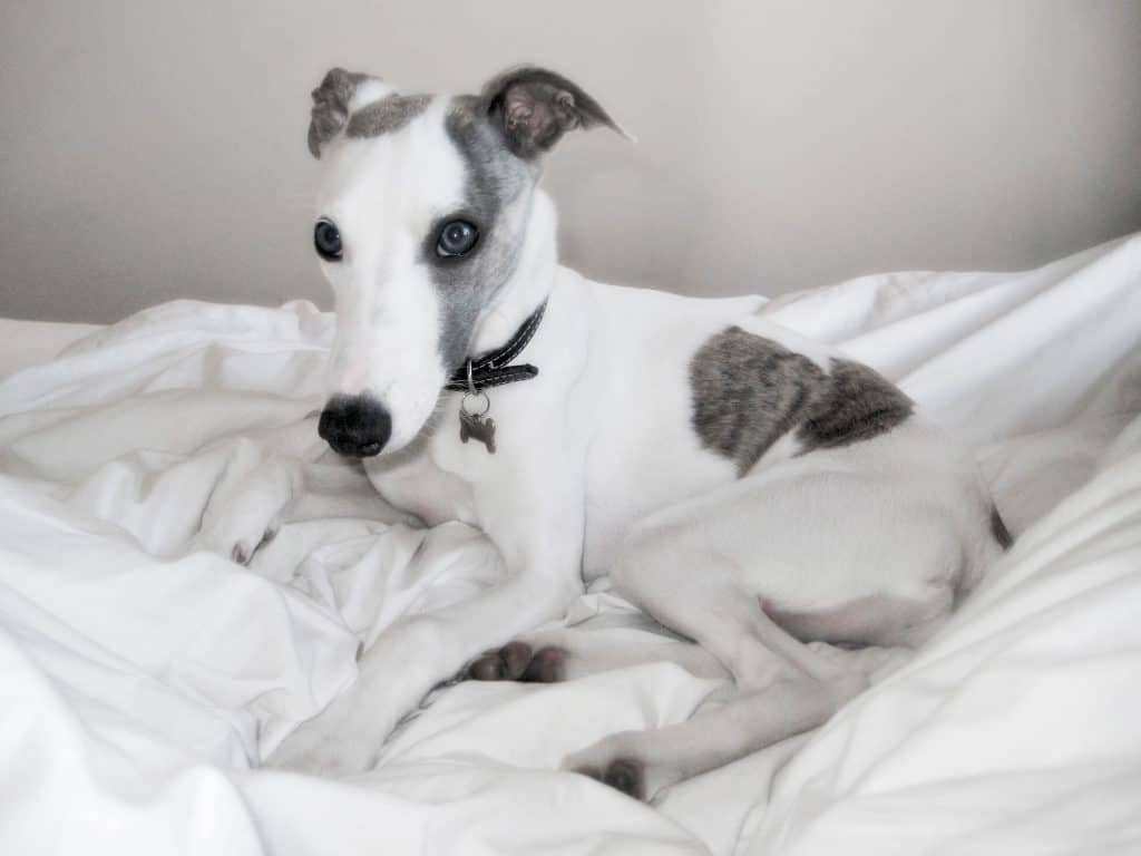 6 Best Grooming Products For Whippets WhippetCentral