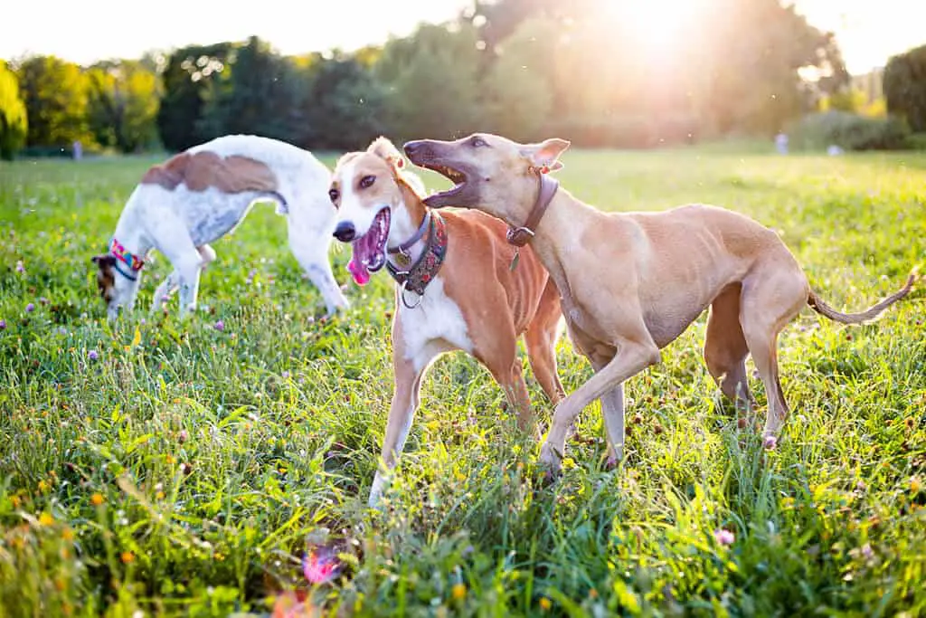essential products every whippet owner needs