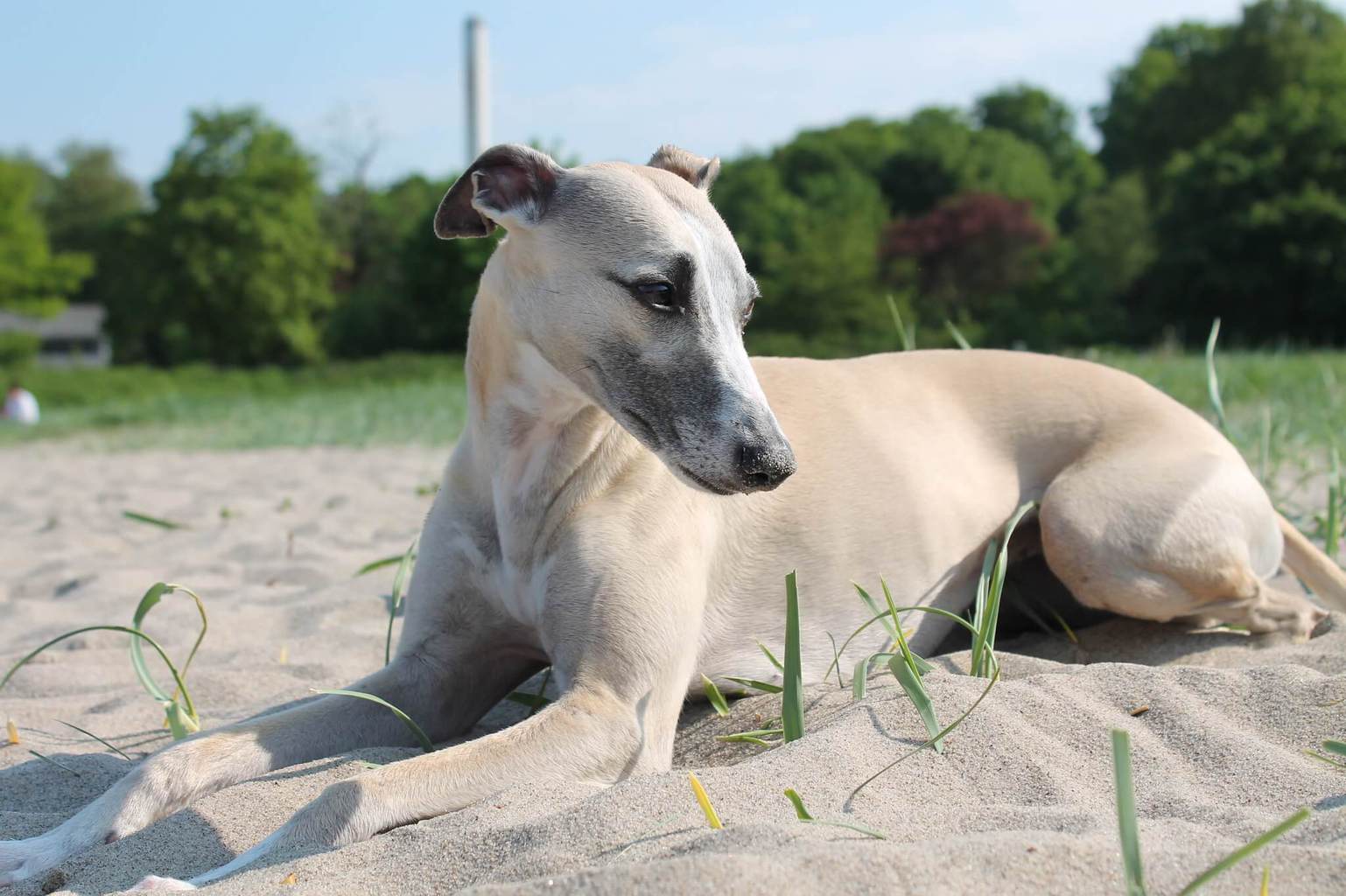 Whippet Italian Greyhound Mix: A Stunning Dog - WhippetCentral