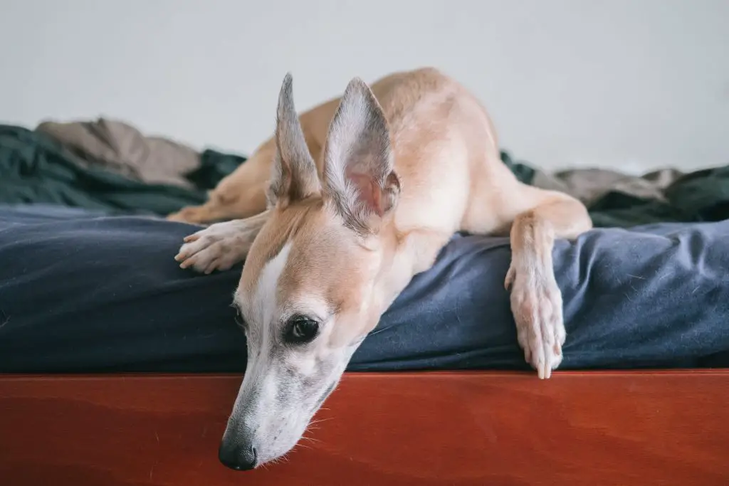 how to stop your whippet jumping up