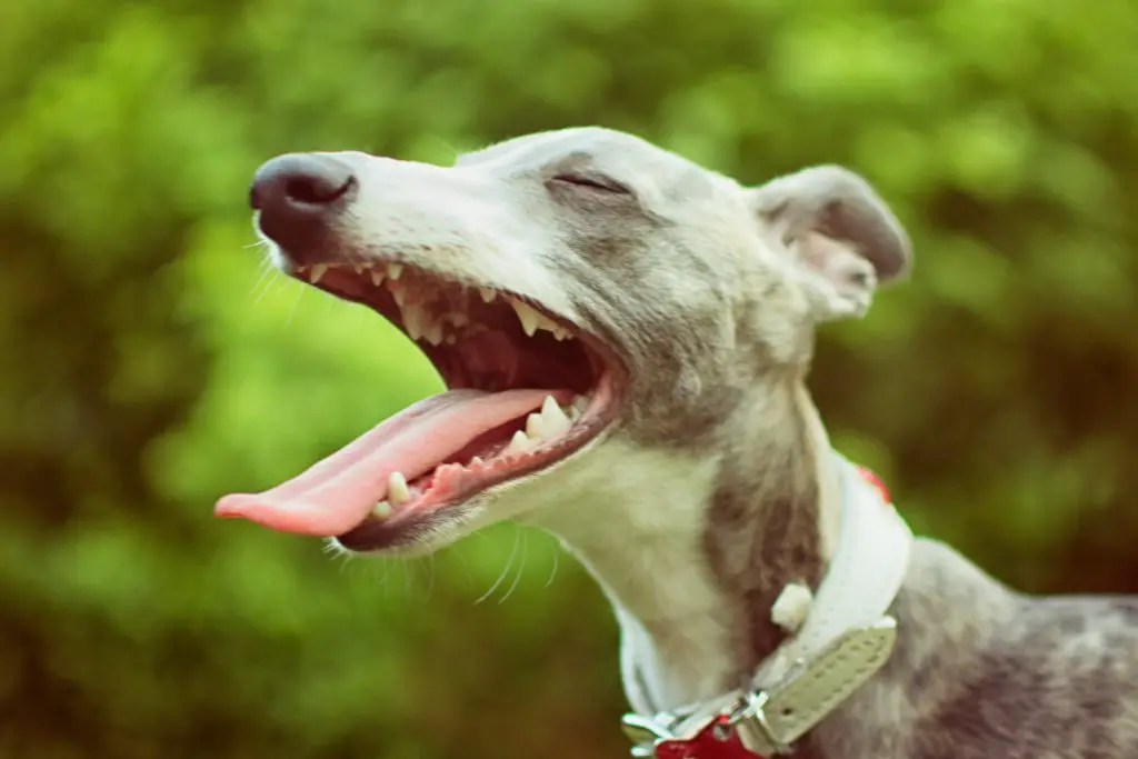 why do whippets yawn?