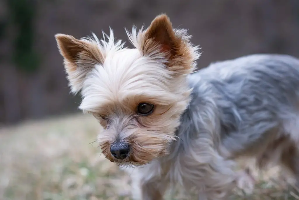 whippet yorkie mix