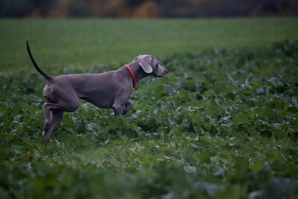 whippet pointer mix