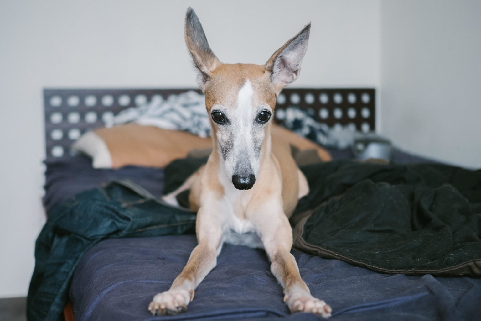 Aggressive Whippet What To Do WhippetCentral