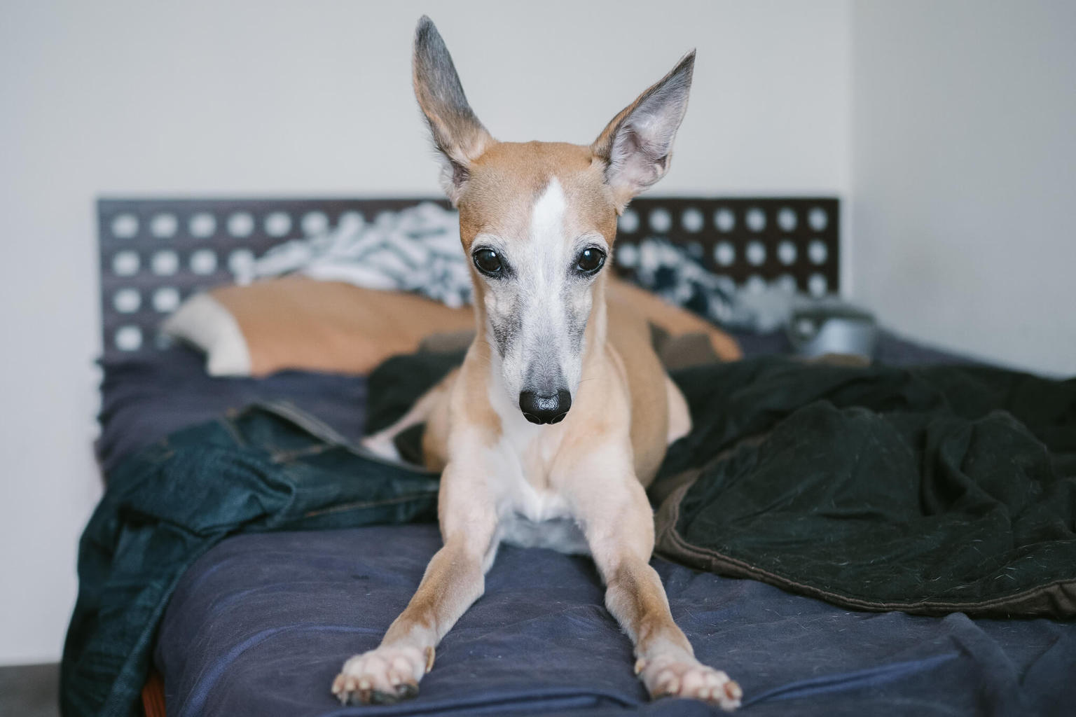 Whippet Training Tips & More - WhippetCentral