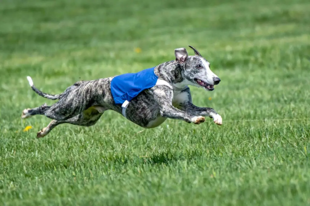 whippet racing