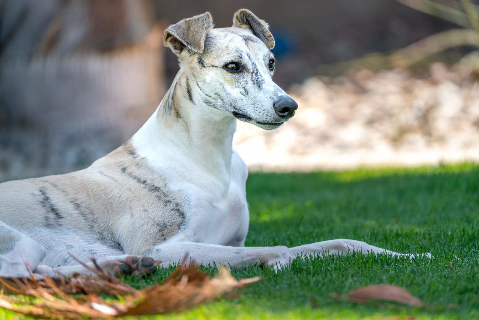 When Should A Whippet Be Neutered? WhippetCentral