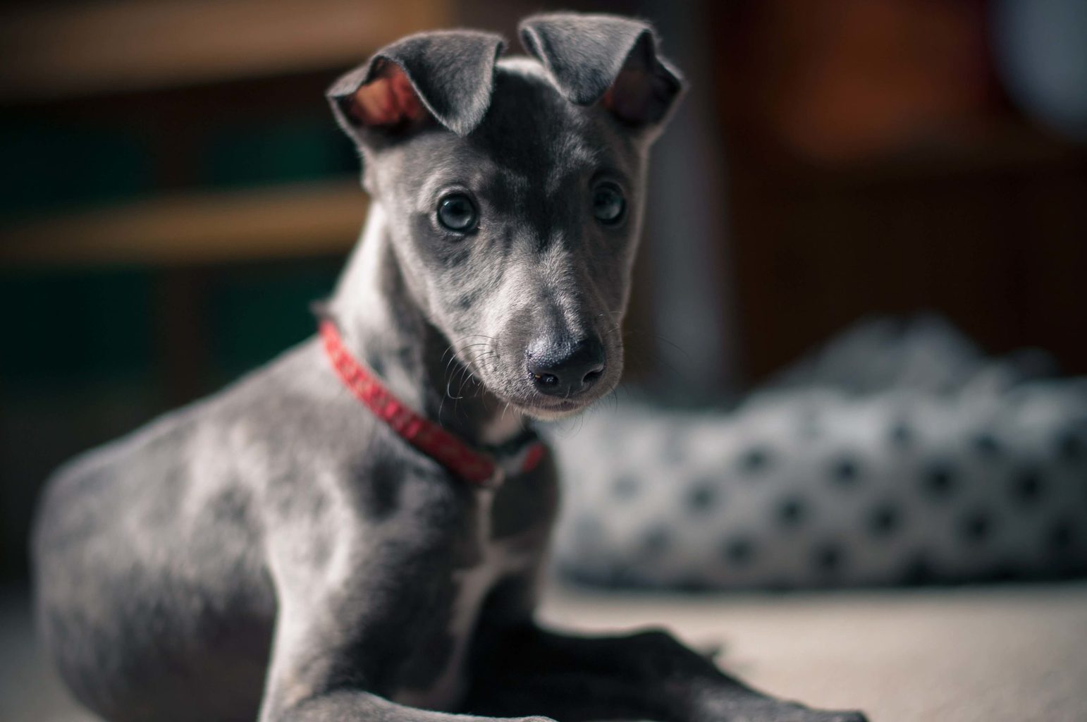 9 Whippet Facts You Didn't Know Before WhippetCentral