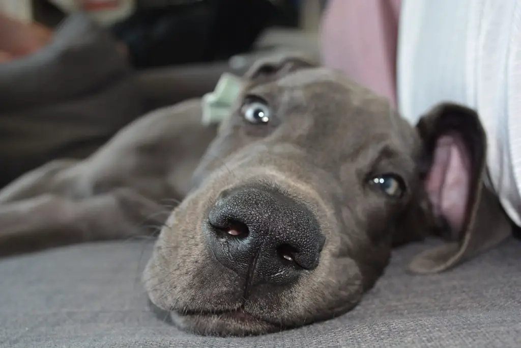 whippet great dane mix