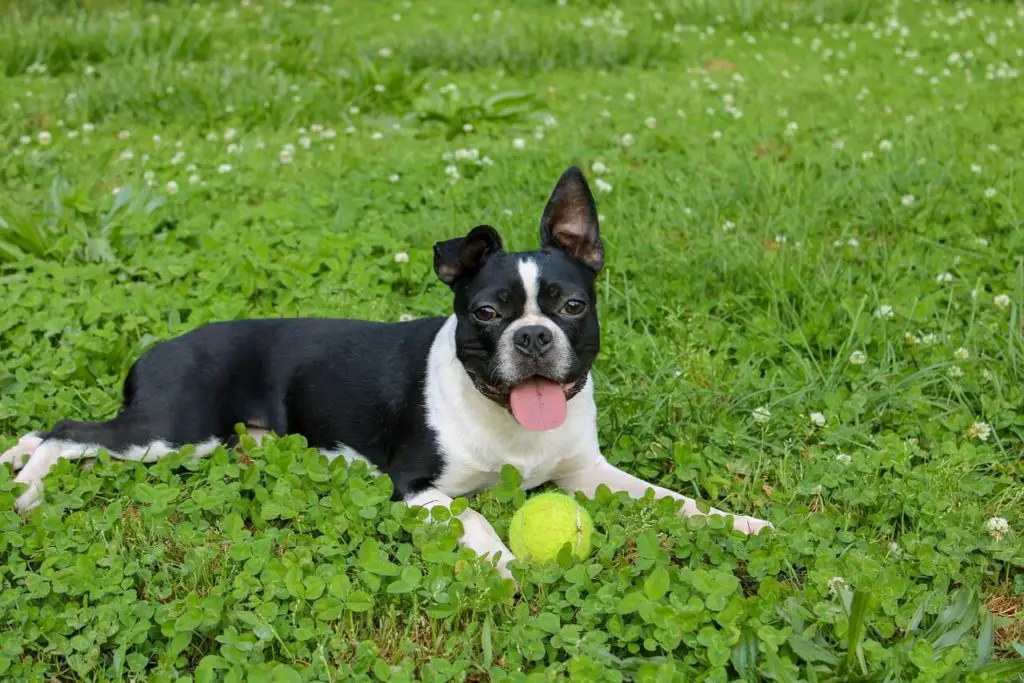 whippet boston terrier mix