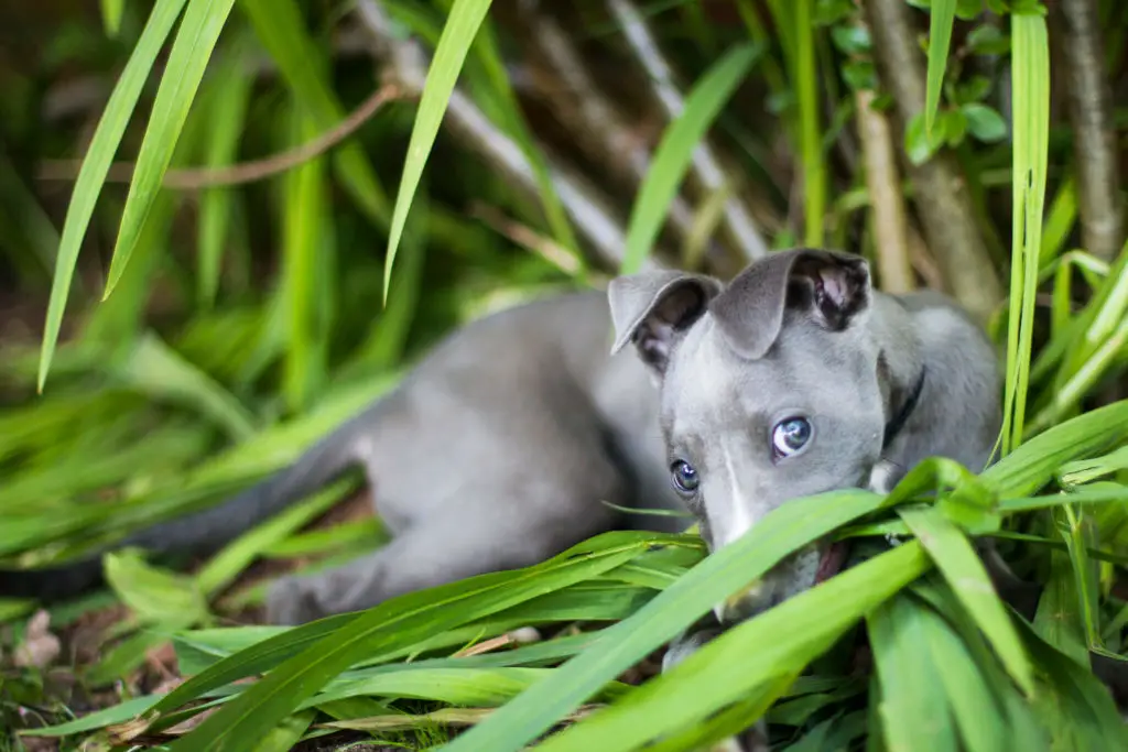 whippet puppies