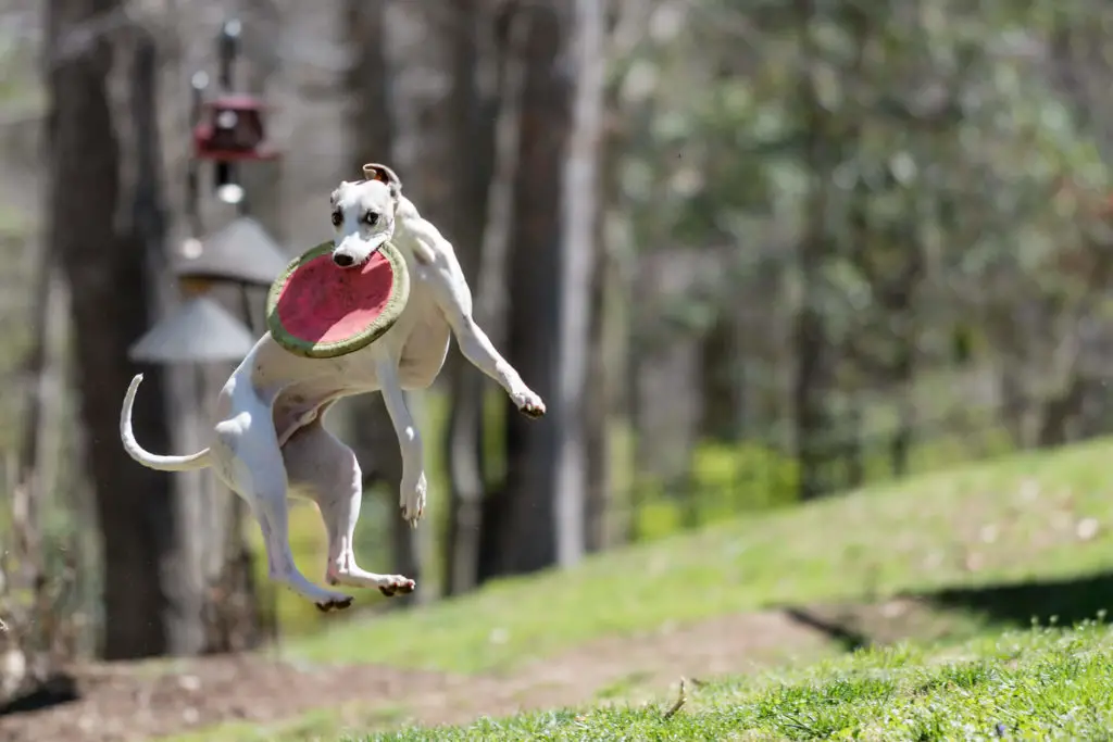 how to measure a whippet