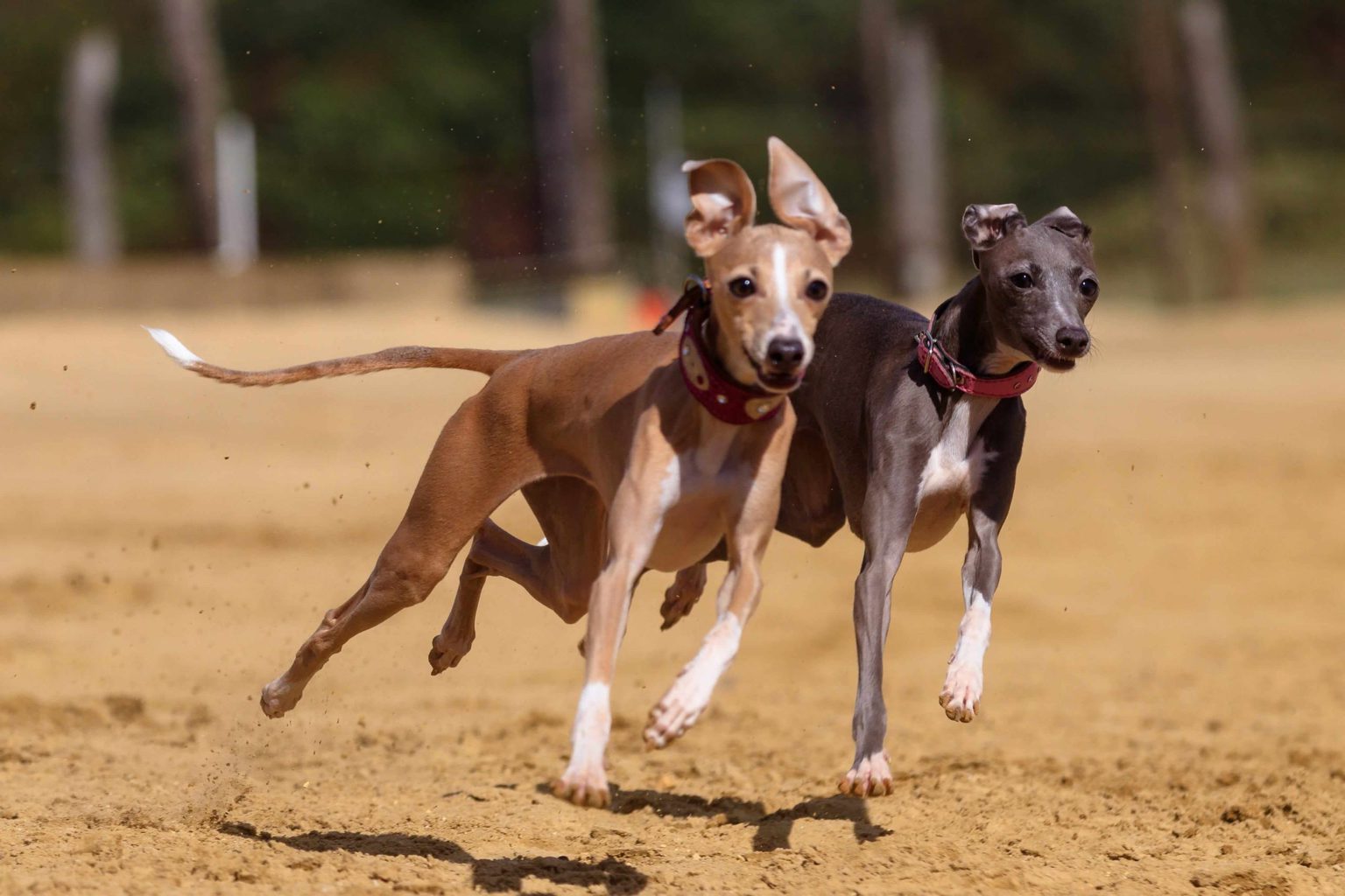 Italian Greyhound Puppies: The Ultimate Guide - WhippetCentral