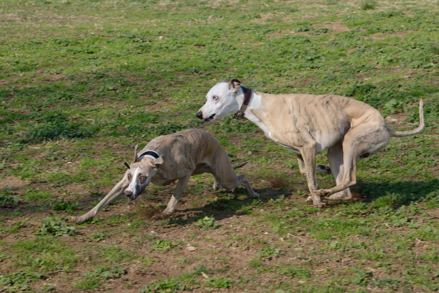 Whippet Facts & Useful Info WhippetCentral