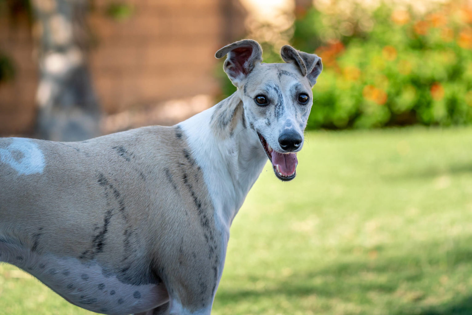 Whippet Kennel Cough What You Need To Know WhippetCentral