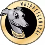 how intelligent or stupid are whippets