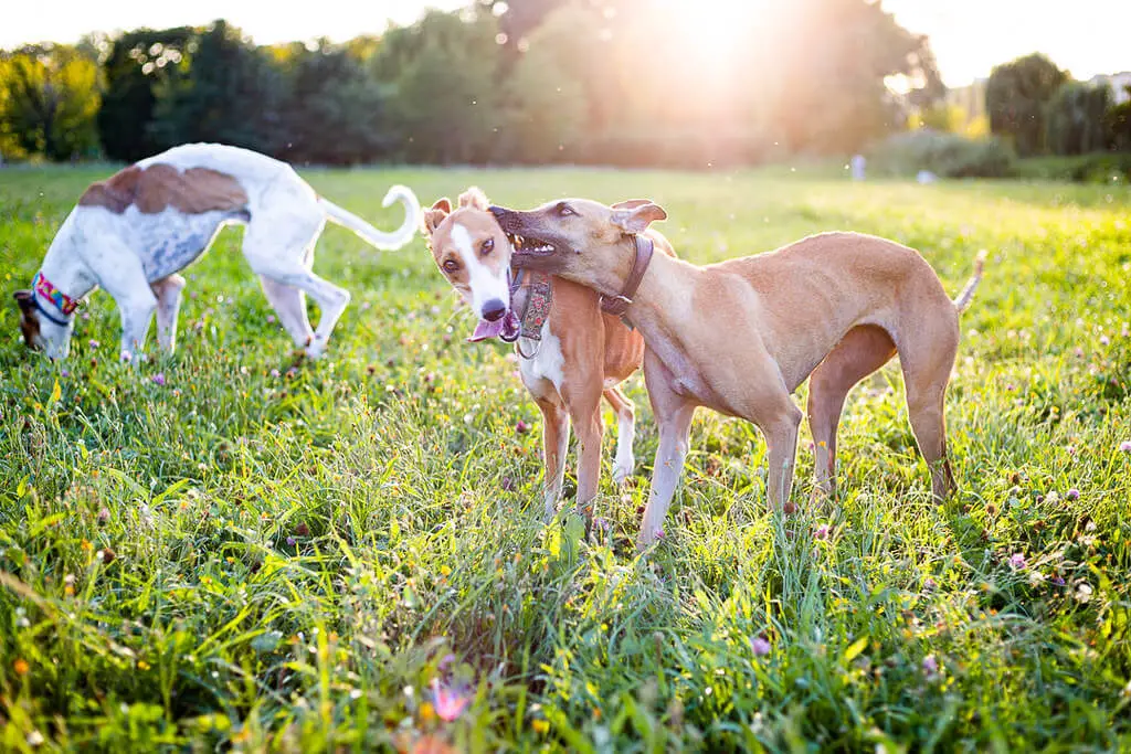 fawn whippets