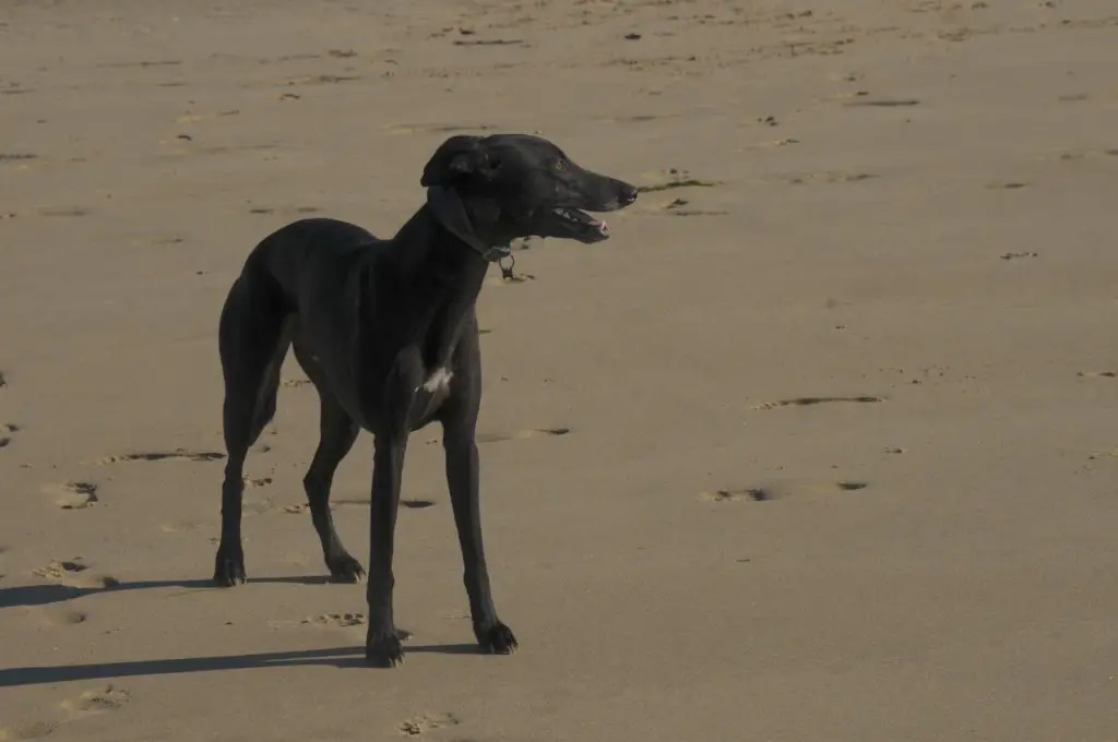 black whippet