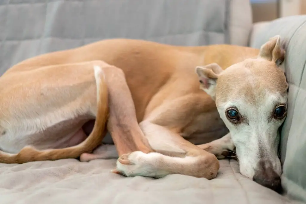 whippet arthritis and joint problems