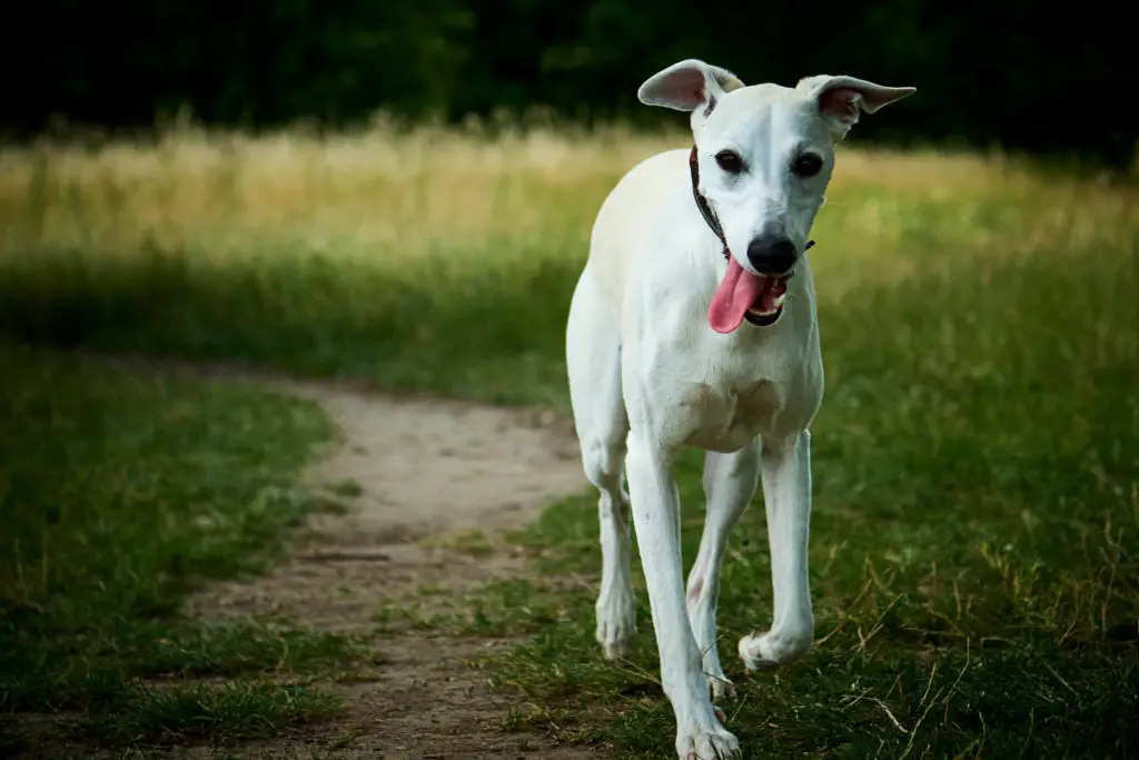 white whippets