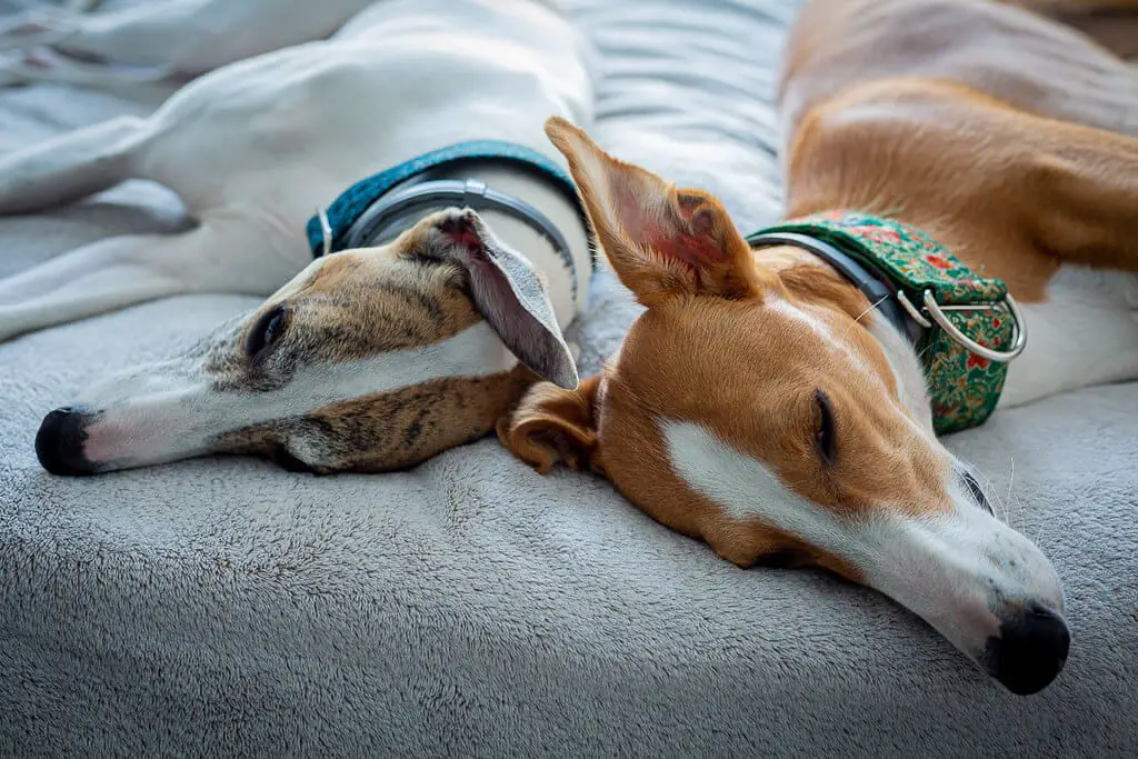 should you let your whippet on the couch