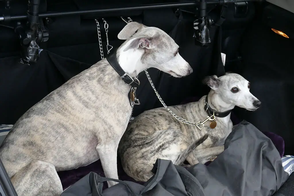 whippet car harness