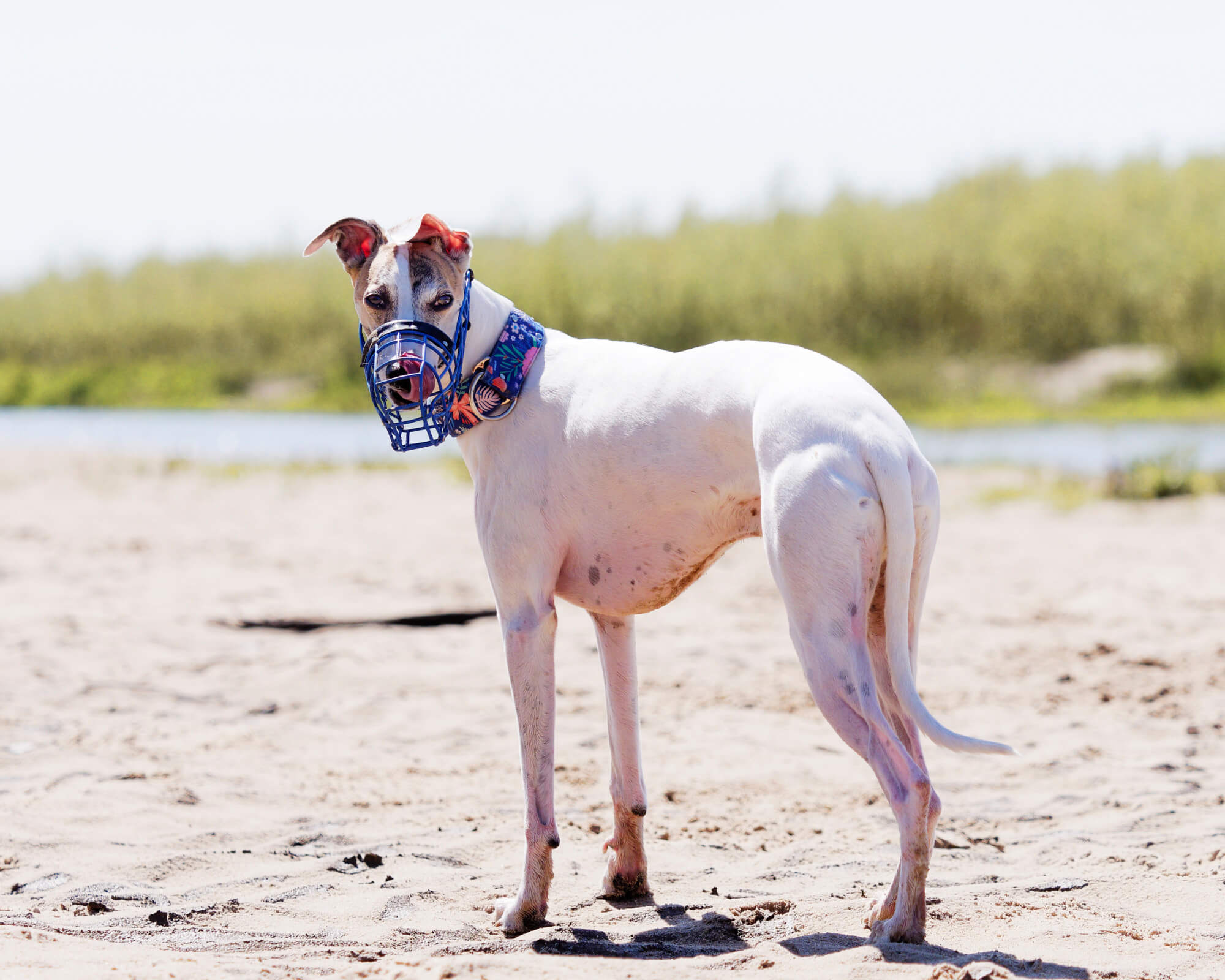 6 Best Martingale Collars For Whippets WhippetCentral