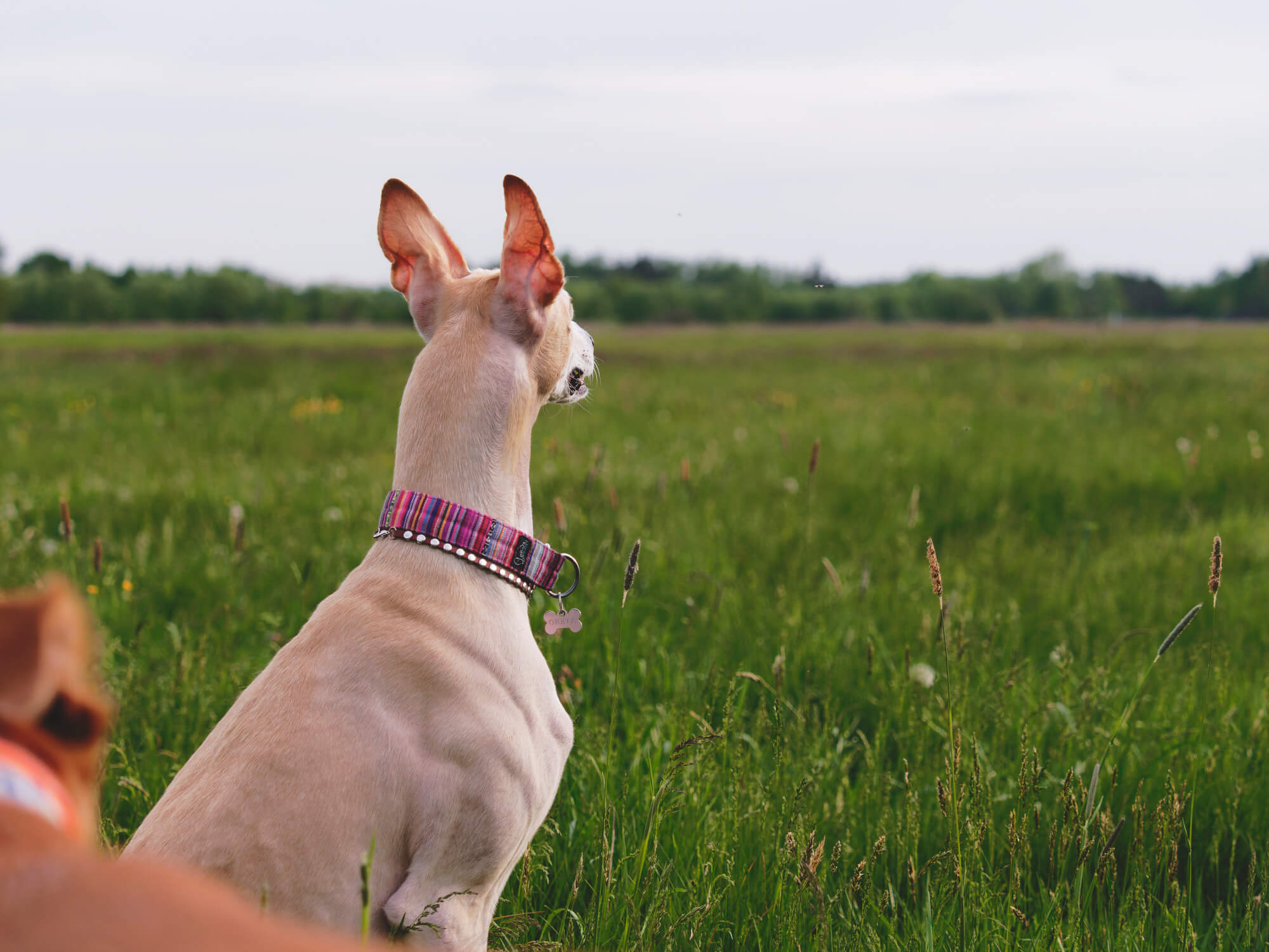 do whippets need special collars