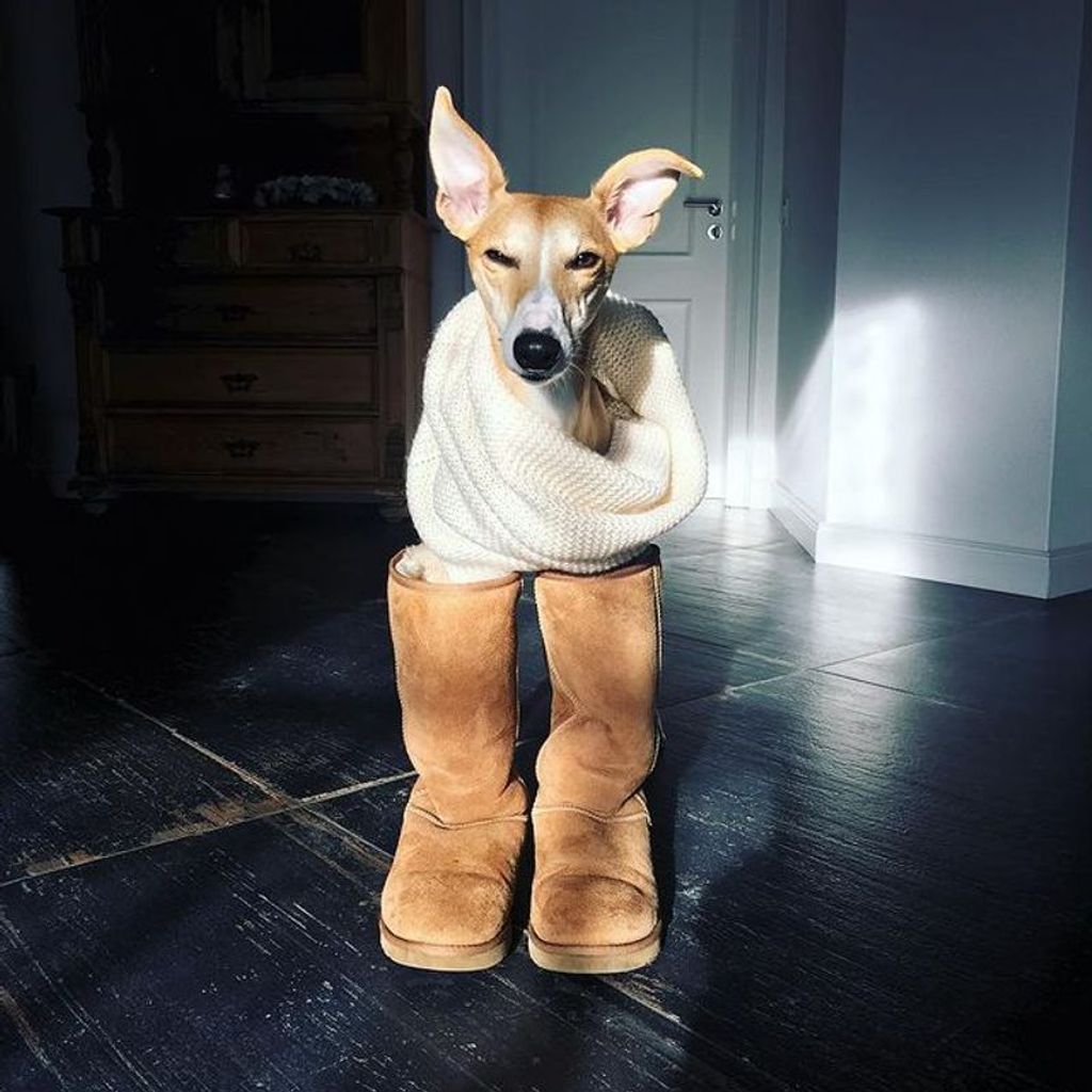 5-best-dog-boots-for-whippets-whippetcentral