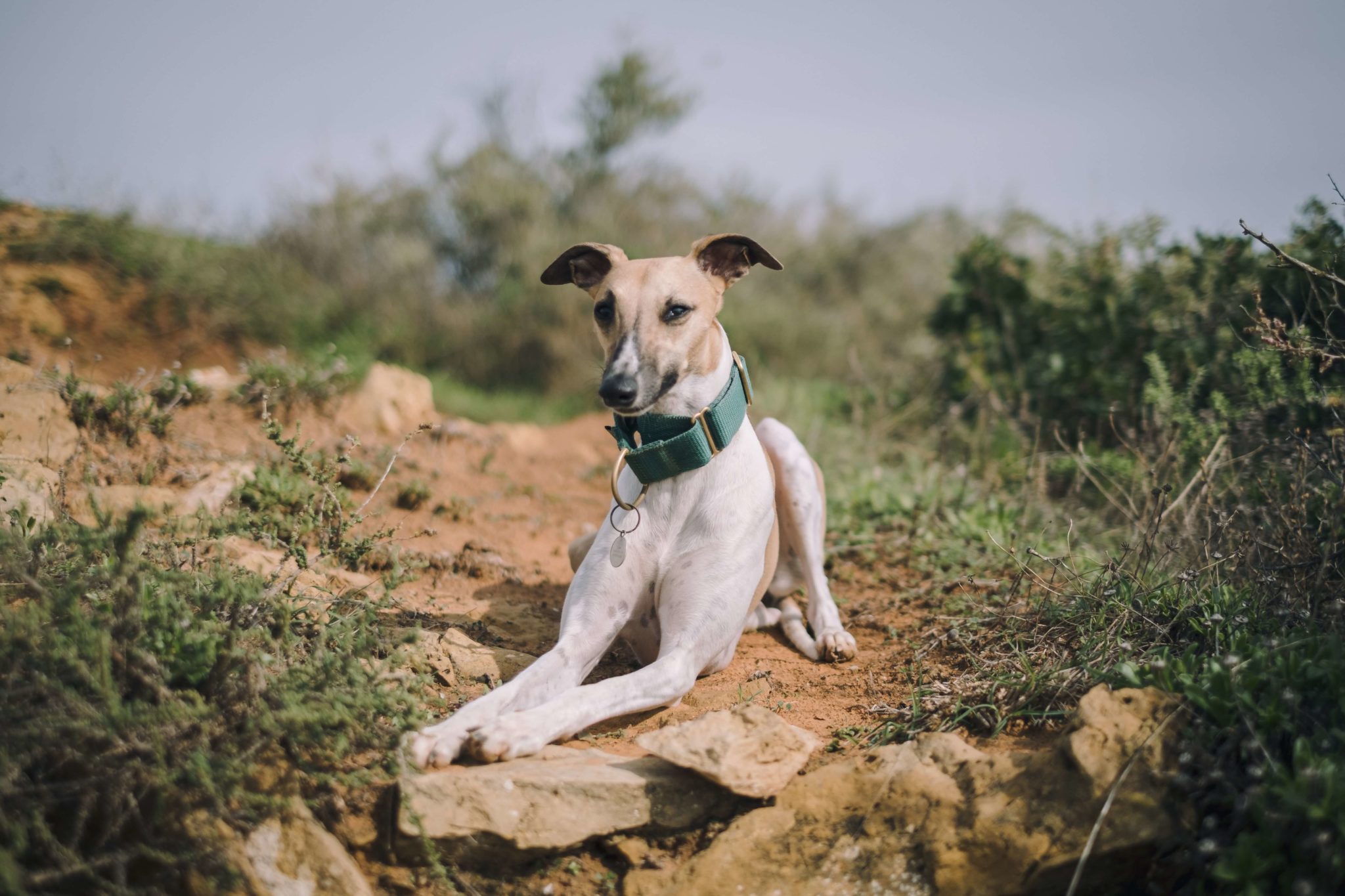 What Are The Best Companion Dogs For Whippets? WhippetCentral