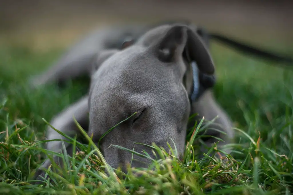 how to socialise a whippet puppy