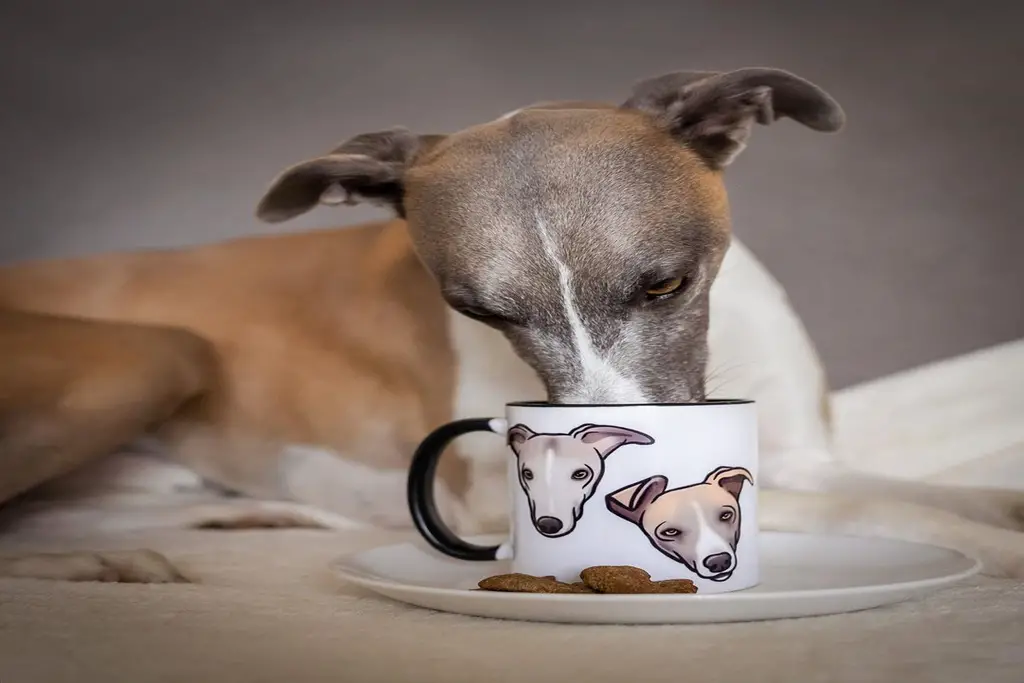 Whippet Training Tips & More - WhippetCentral