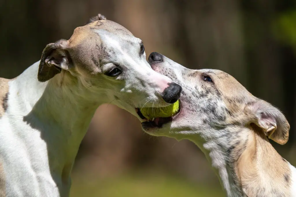 best gifts for whippet lovers