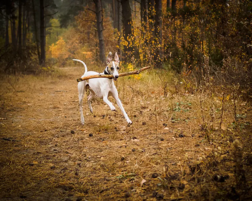 whippet dog breed