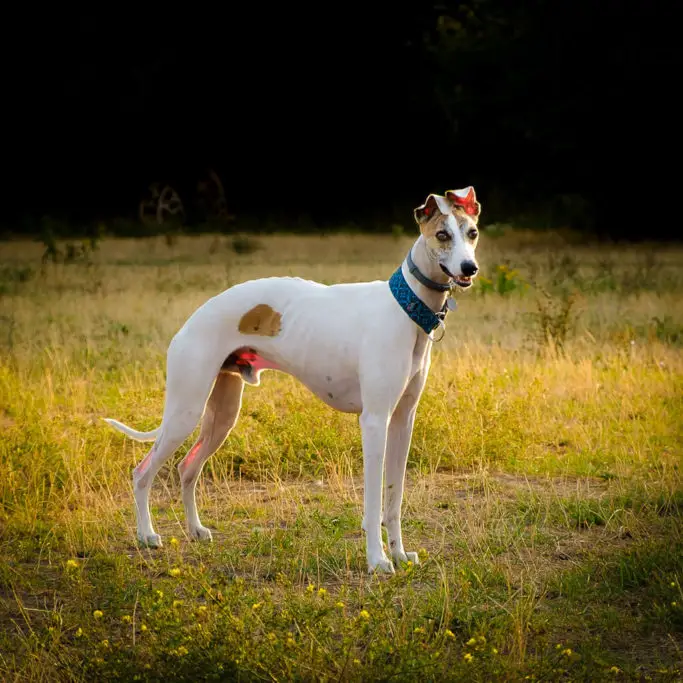 whippet dog breed