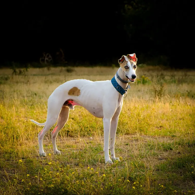Whippet Dog Breed Information Complete Guide WhippetCentral