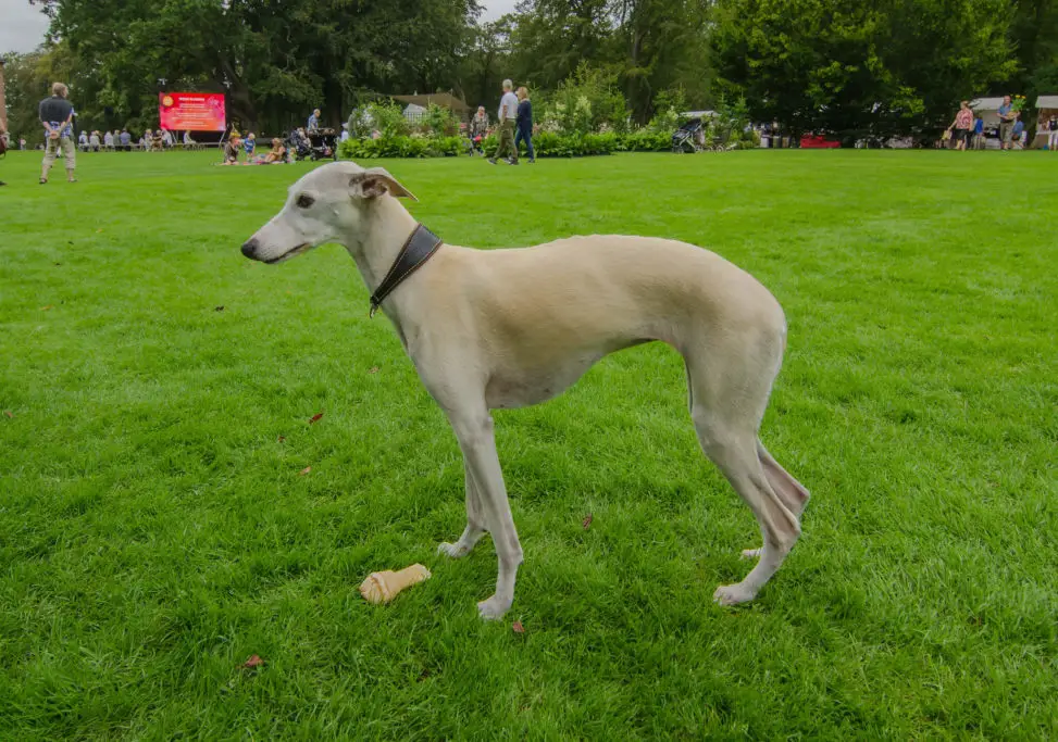why do whippets tuck their tail
