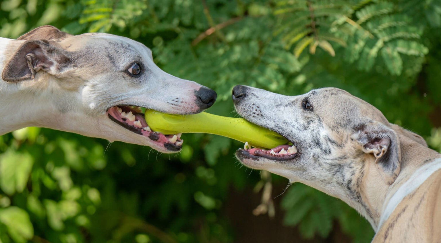 Pedigree Whippets What You Need To Know WhippetCentral