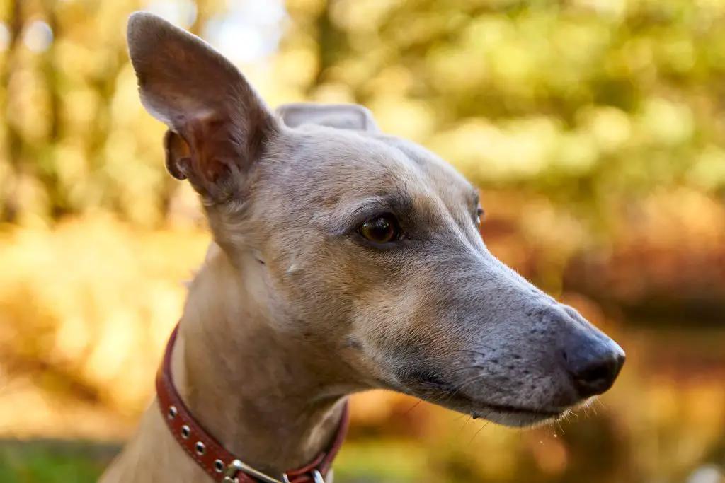 male whippet names