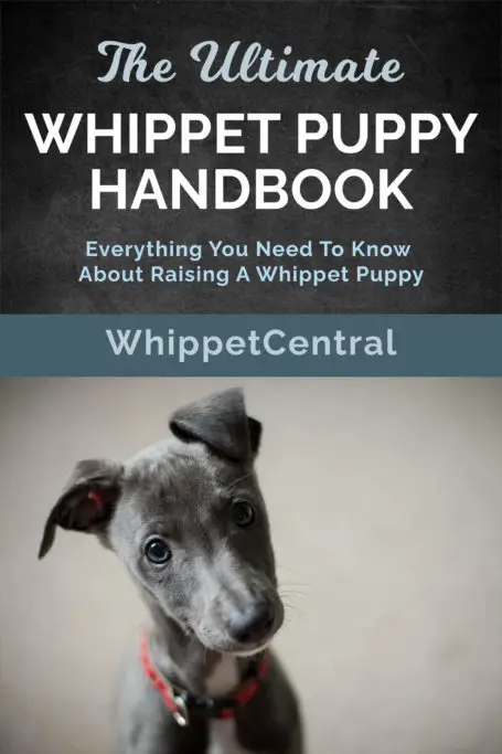 the ultimate whippet puppy handbook