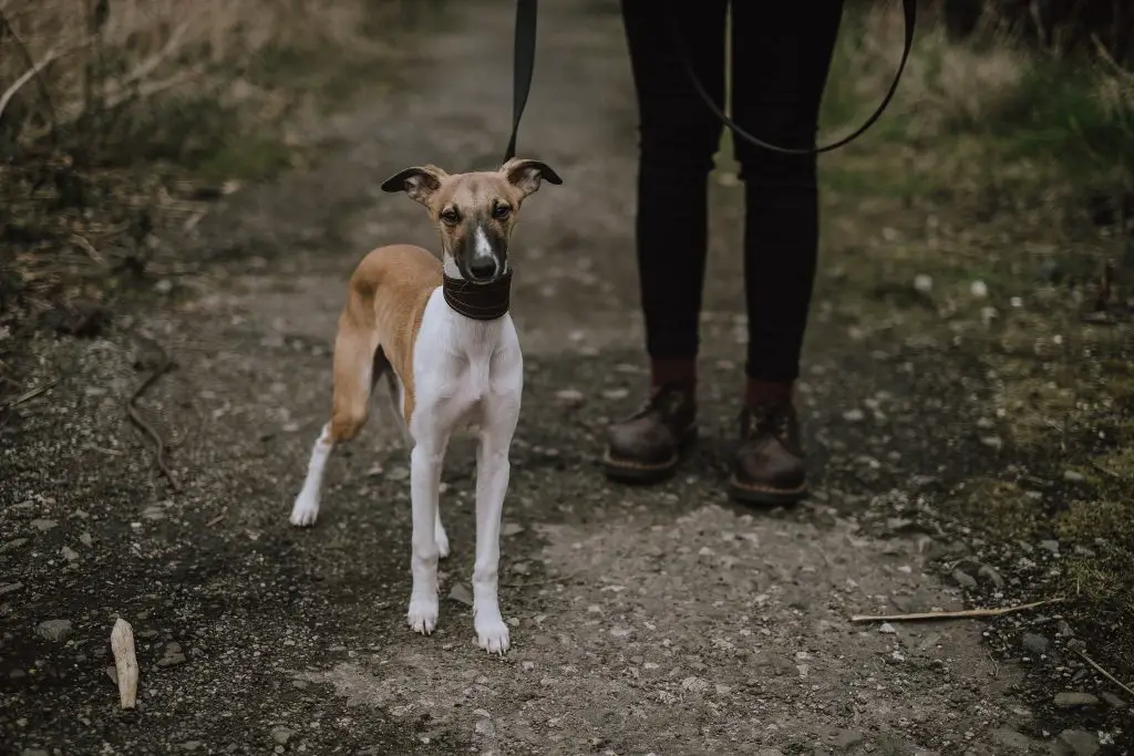 Whippet Collar or Harness