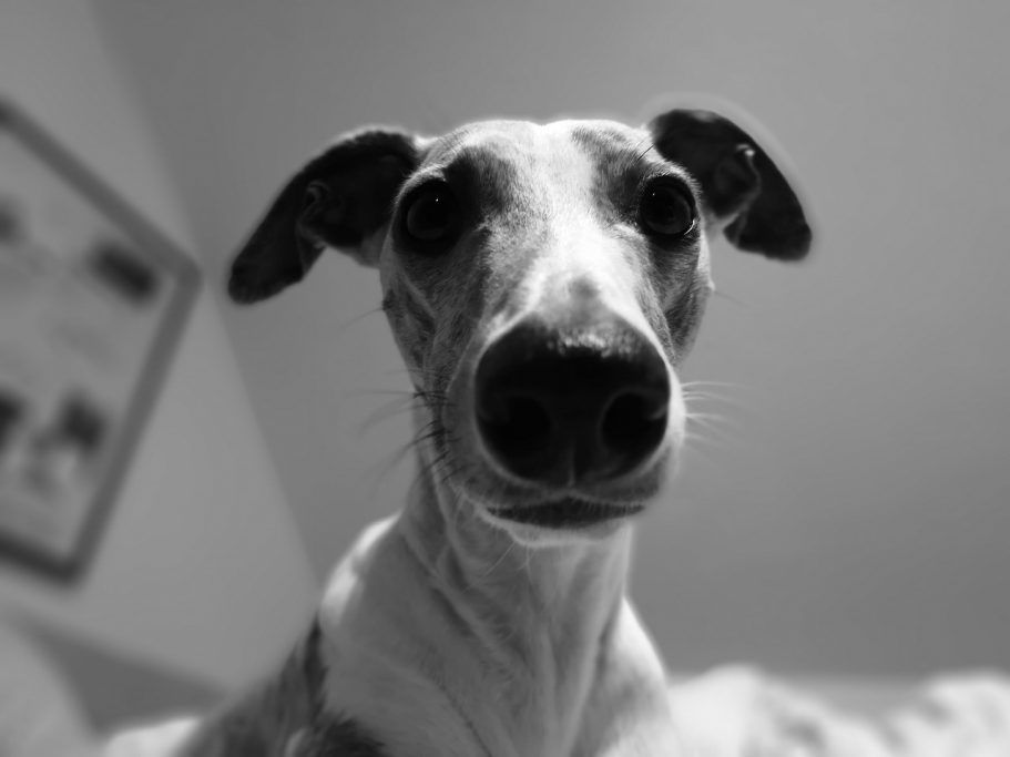 Why Does My Whippet Howl? - And How To Respond!
