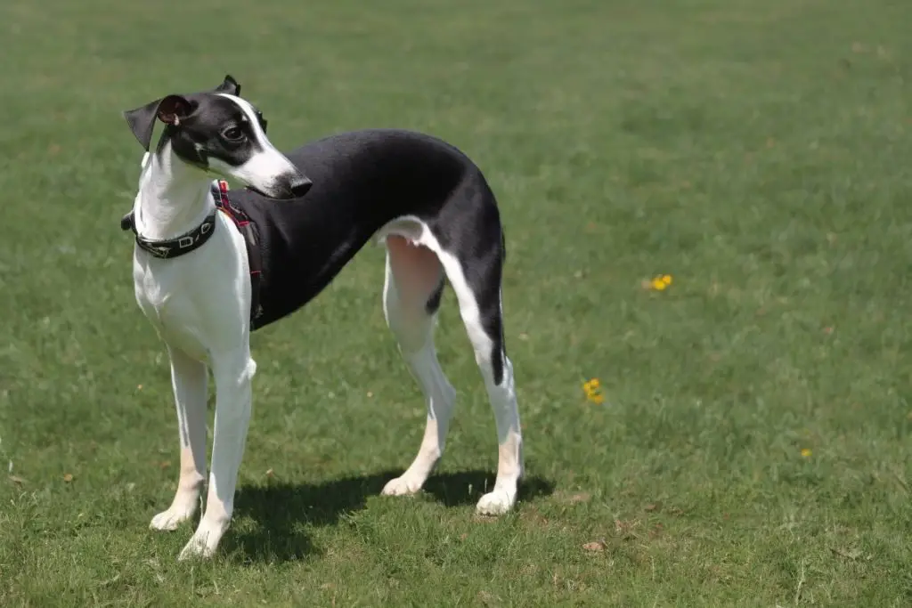 Whippet Dog