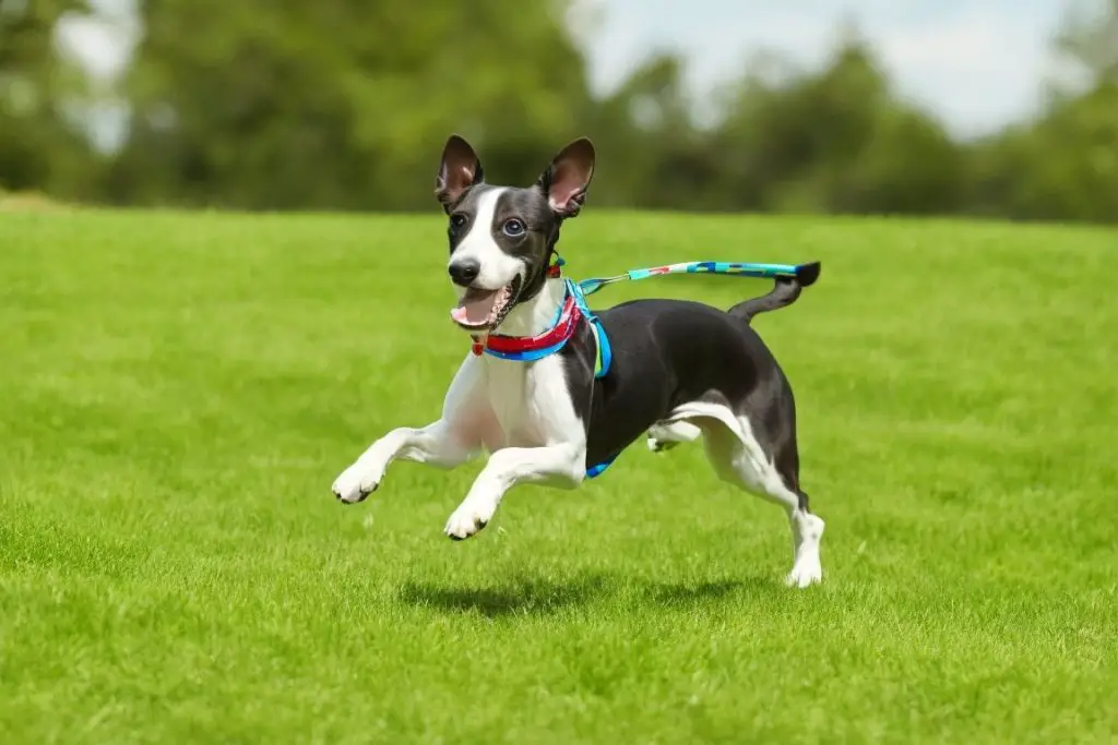 Whippet Pitbull Mix Outside Running