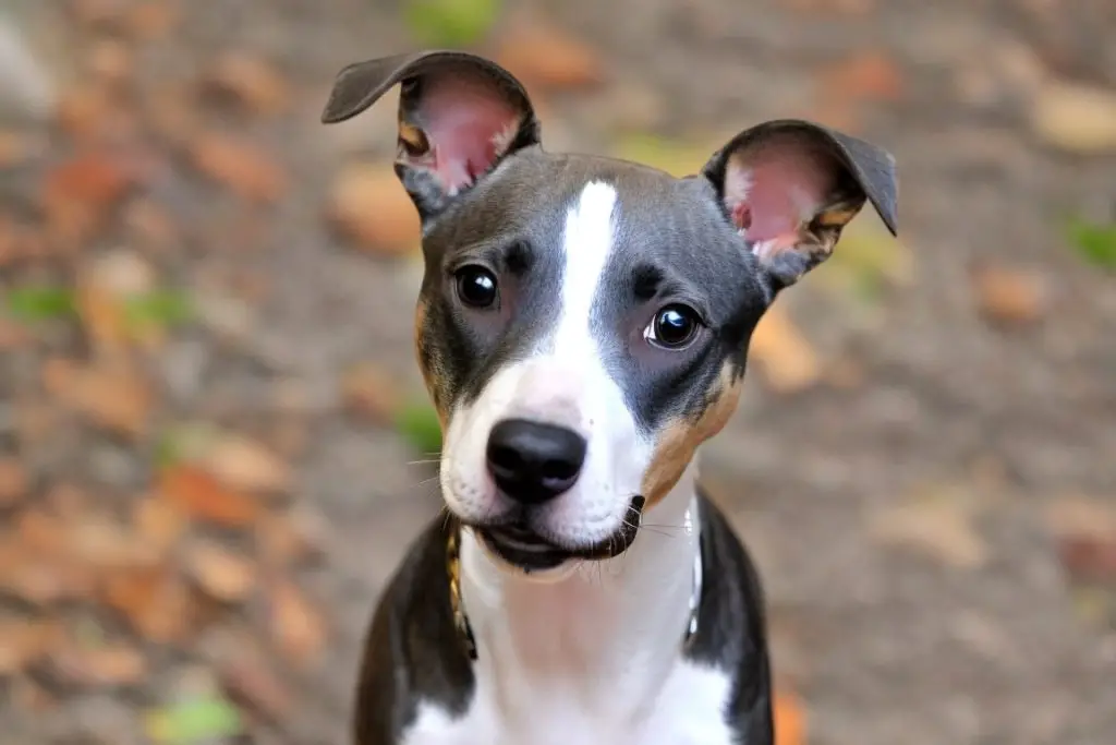 Whippet Pitbull Mix Outside