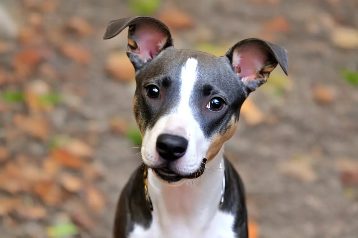 Whippet Pitbull Mix A Complete Guide to the Loyal Pit Whip